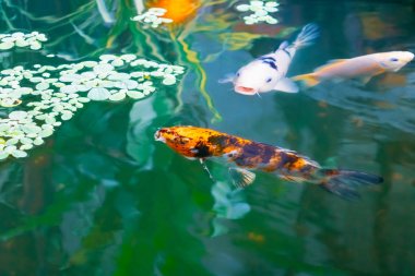  balık japon Koi veya Sazan Su altında yüzer hareket