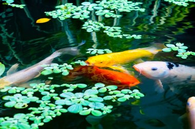  balık japon Koi veya Sazan Su altında yüzer hareket