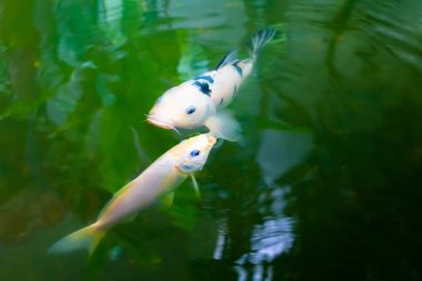  balık japon Koi veya Sazan Su altında yüzer hareket