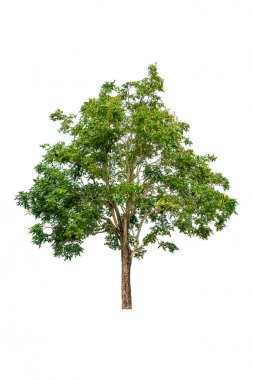 beyaz arka planda güzel ağaç ve yaprak