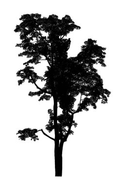 beyaz arka planda güzel ağaç siluetleri