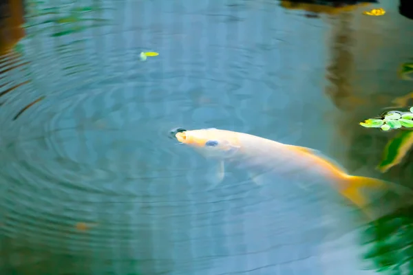 Pez japonés koi o carpa moviéndose en nadadas bajo el agua —  Fotos de Stock