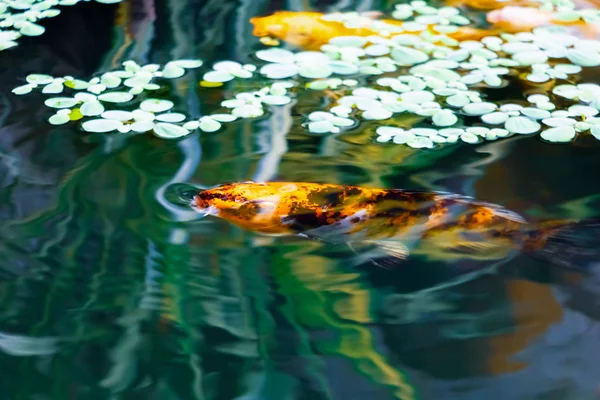 Ikan jepang Koi atau ikan mas bergerak berenang di bawah air — Stok Foto