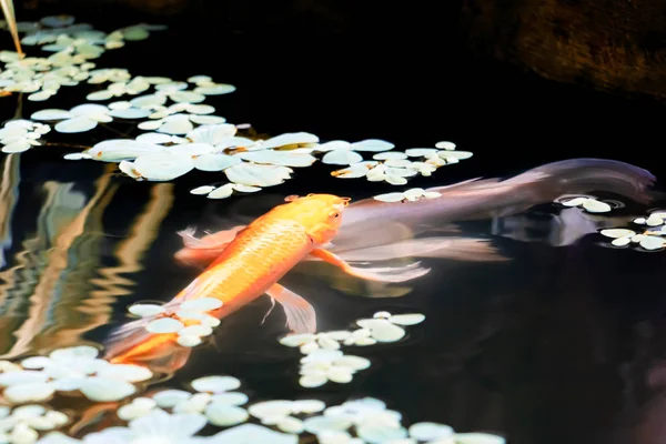 Ikan jepang Koi atau ikan mas bergerak berenang di bawah air — Stok Foto