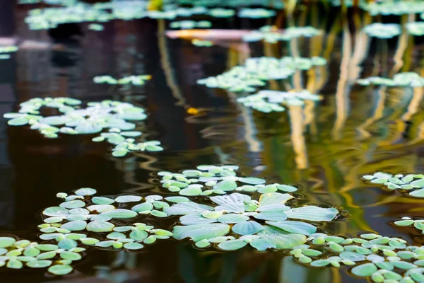 Selada air Di kolam latar belakang yang indah — Stok Foto