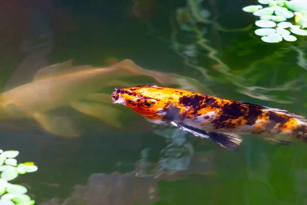 Japanischer Koi oder Karpfen schwimmt unter Wasser — Stockfoto