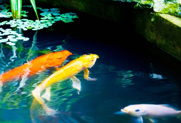 Ikan jepang Koi atau ikan mas bergerak berenang di bawah air — Stok Foto