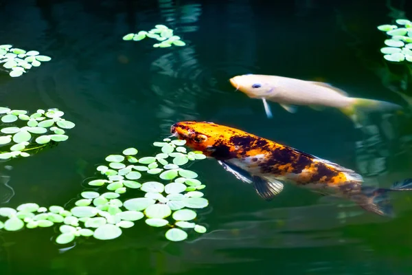 Pez japonés koi o carpa moviéndose en nadadas bajo el agua —  Fotos de Stock