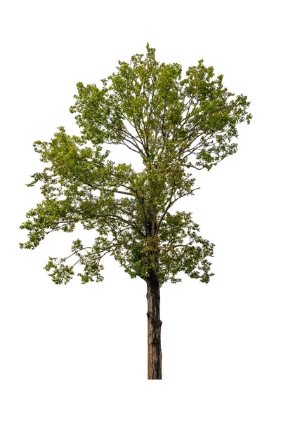 Árbol hermoso sobre fondo blanco — Foto de Stock