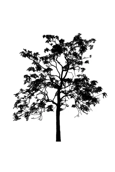 Silhuetas de árvore bonita no fundo branco — Fotografia de Stock
