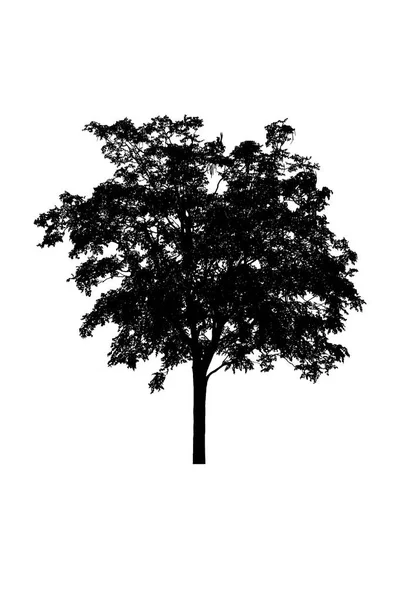 Drzewo sylwetki piękne na białym tle — Zdjęcie stockowe