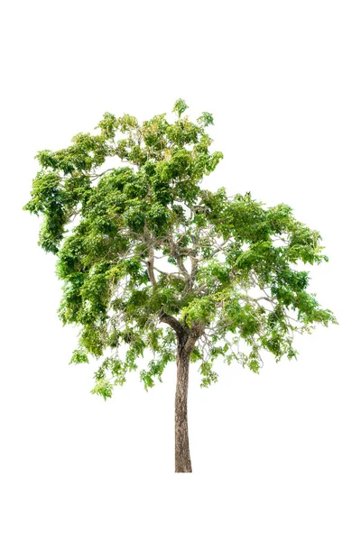 Strom a list krásný na bílém pozadí — Stock fotografie