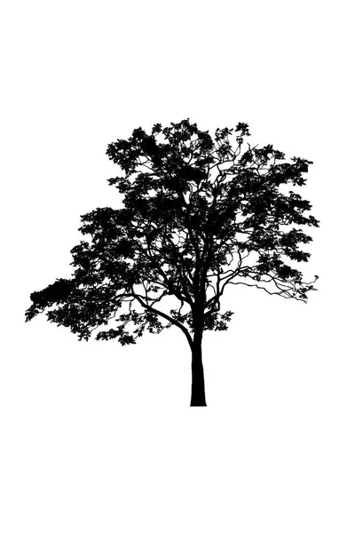 树剪影美丽的白色背景 — 图库照片