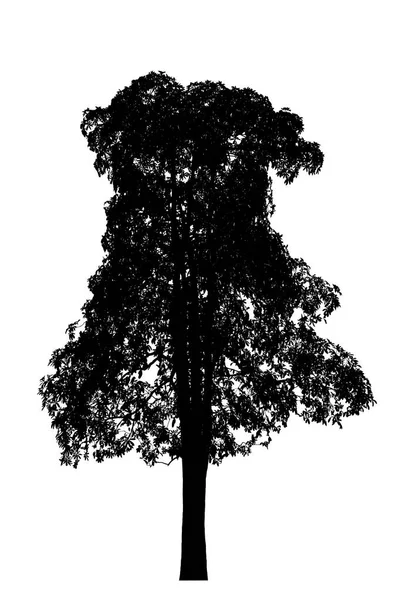 Drzewo sylwetki piękne na białym tle — Zdjęcie stockowe