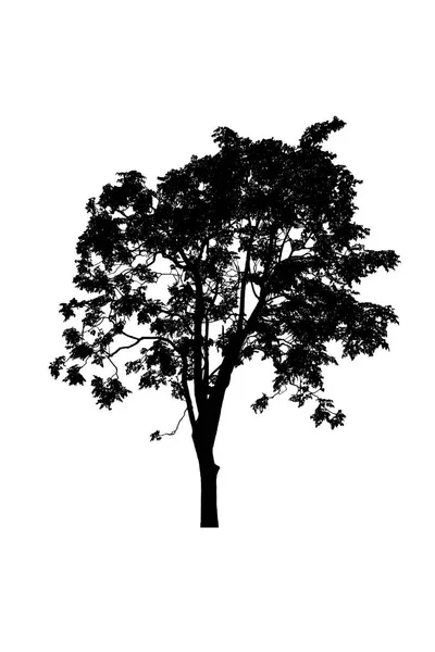 Tree silhouettes beautiful on white background — Stock Photo, Image