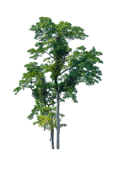 白い背景に美しい木と葉 — ストック写真