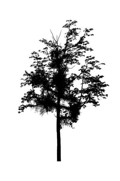 Tree silhouettes beautiful on white background — Stock Photo, Image