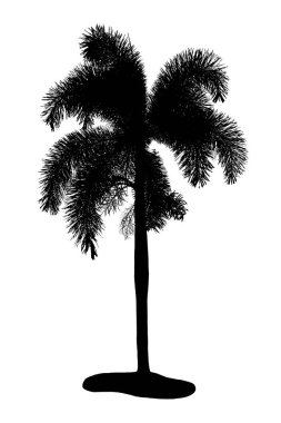 Palmiye ağacı silueti Süs bitkileri beyaz güzel 