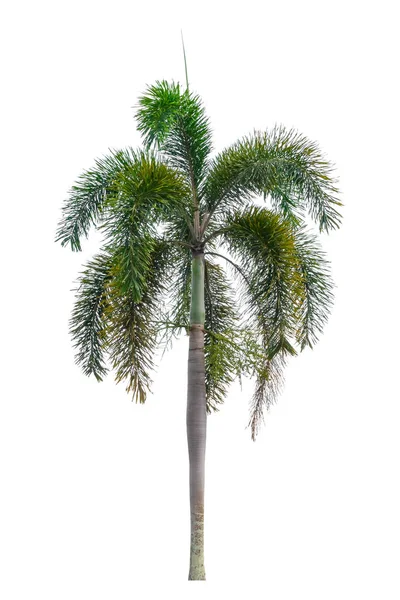 Palm Tree sierplanten mooi op witte achtergrond — Stockfoto