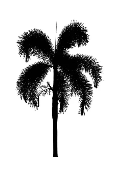 Palm Tree sylwetka rośliny ozdobne piękne na białym — Zdjęcie stockowe