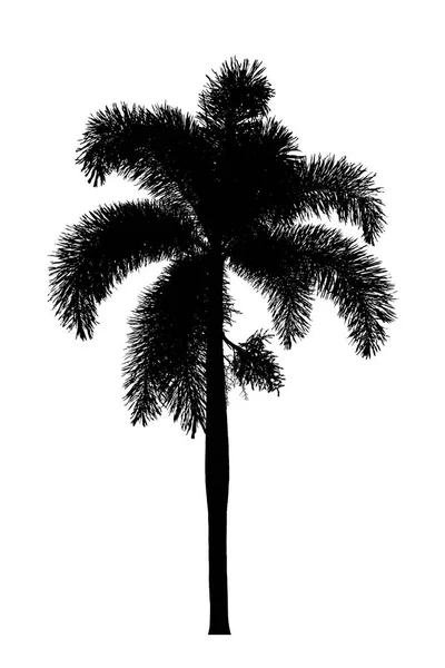 Palme Silhouette Zierpflanzen auf weiß — Stockfoto