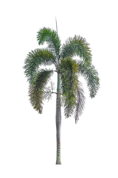 Palm Tree sierplanten mooi op witte achtergrond — Stockfoto