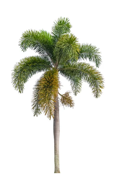 Palmera Plantas ornamentales hermosas sobre fondo blanco —  Fotos de Stock