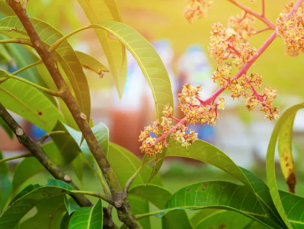 夏の庭農業で咲くマンゴーの花をクローズアップ — ストック写真