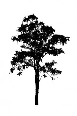 beyaz arka plan üzerinde izole güzel ağaç siluetleri