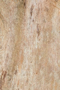 ağaç gövdesi doğa. arka plan için kabuk doku desen ahşap