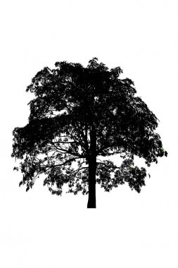 beyaz arka planda güzel ağaç siluetleri