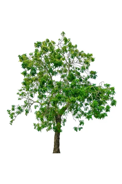 Strom a list krásný na bílém pozadí — Stock fotografie