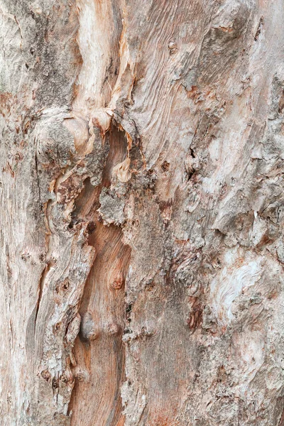 Trädstam natur. bark textur mönster trä för bakgrund — Stockfoto