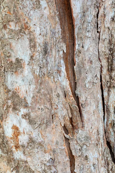 Boomstam natuur. schors textuur patroon hout voor achtergrond — Stockfoto