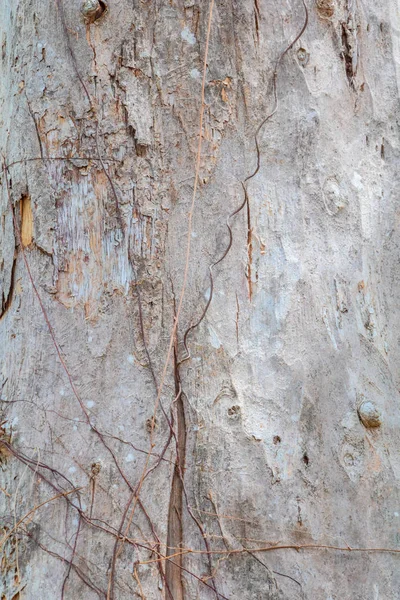 Boomstam natuur. schors textuur patroon hout voor achtergrond — Stockfoto