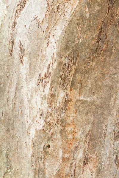 Naturaleza del tronco del árbol. corteza textura patrón madera para fondo — Foto de Stock