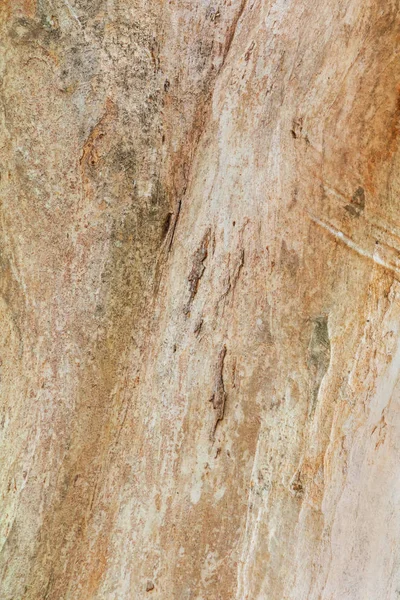 Naturaleza del tronco del árbol. corteza textura patrón madera para fondo — Foto de Stock