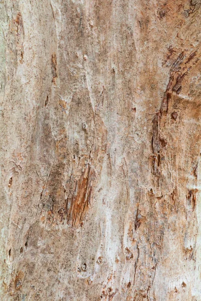 Trädstam natur. bark textur mönster trä för bakgrund — Stockfoto