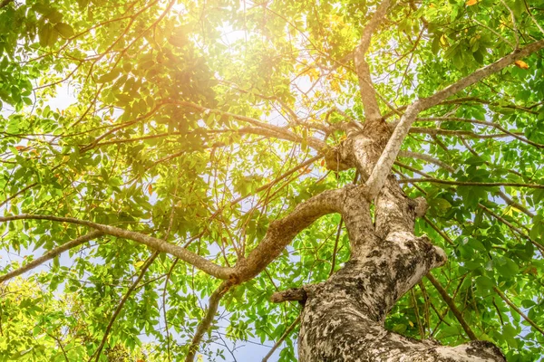 Κορμός δέντρου υψηλής φύσης και φύλλο όμορφο για φόντο — Φωτογραφία Αρχείου