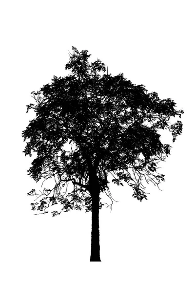 Drzewo sylwetki piękny na białym tle — Zdjęcie stockowe