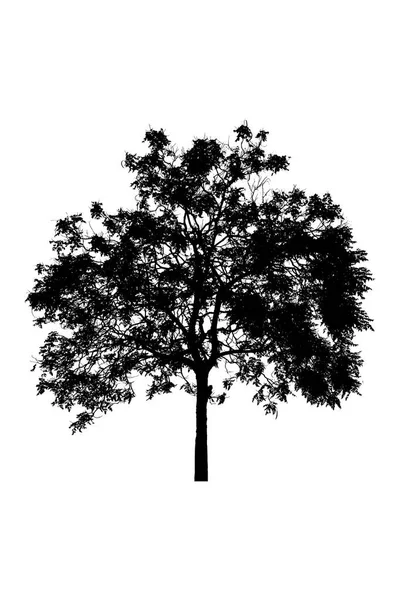 Silhouette dell'albero bello su sfondo bianco — Foto Stock
