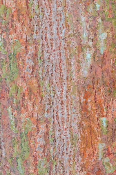 Árbol corteza naturaleza textura patrón madera fondo — Foto de Stock