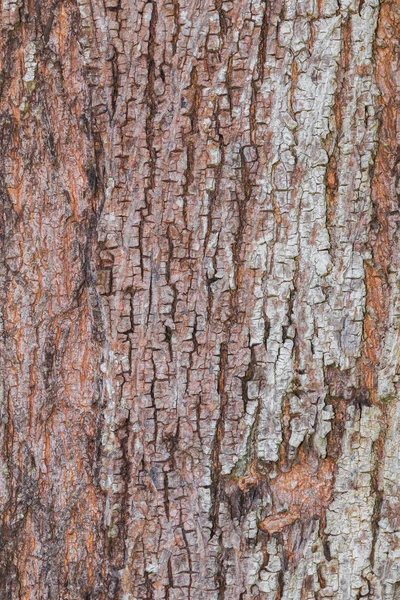 Baumrinde Natur Textur Muster Holz Hintergrund — Stockfoto