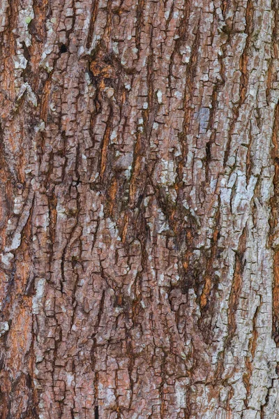 Baumrinde Natur Textur Muster Holz Hintergrund — Stockfoto