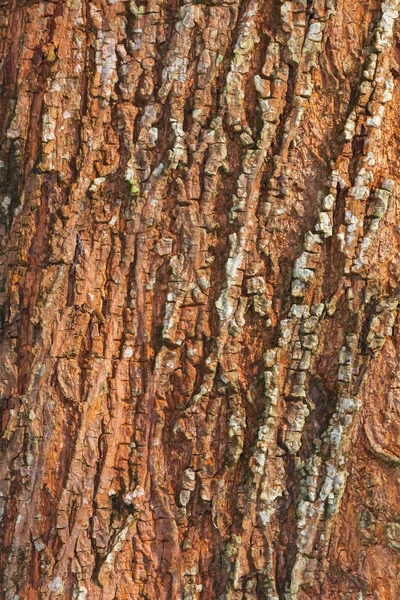 Träd bark natur textur mönster trä bakgrund — Stockfoto