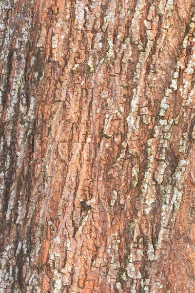 Träd bark natur textur mönster trä bakgrund — Stockfoto