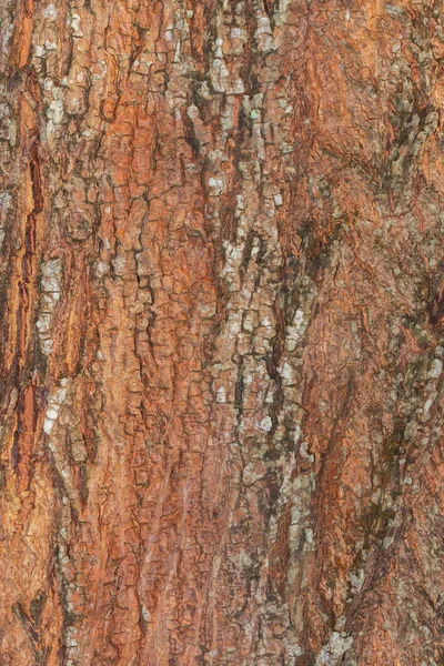 Baumrinde Natur Textur Muster Holz Hintergrund — Stockfoto