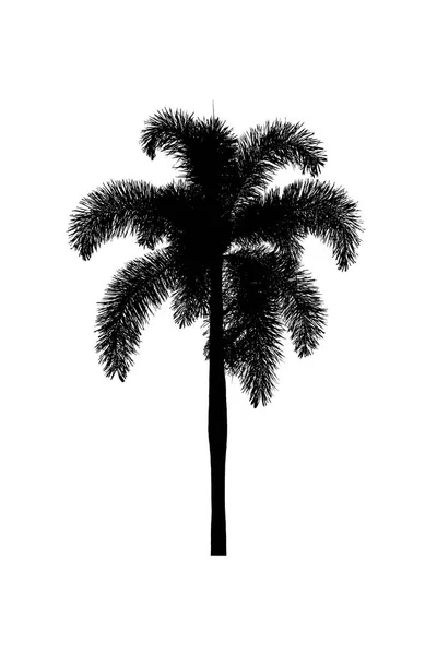 Sylwetka palmy Rośliny ozdobne piękne na białym tle — Zdjęcie stockowe