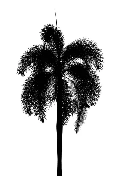 Silueta de palmera Plantas ornamentales hermosas sobre fondo blanco — Foto de Stock