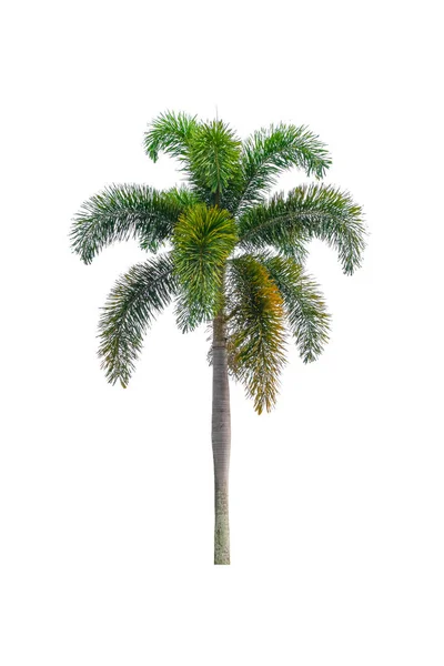 Palm Tree sierplanten mooi op witte achtergrond — Stockfoto